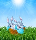 Baby bunnies in a basket with a towel on the grass background