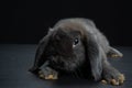 Black bunny floppy ears