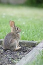 Baby Bunny in the Garden