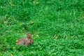 Baby bunny rabbit resting in field Royalty Free Stock Photo