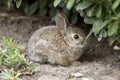 Brown Baby Bunny Rabbit hiding in the bushes