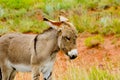 Baby Burro