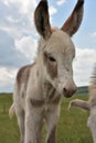 Baby Burro Face Looking Very Cute Up Close