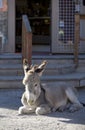 Baby Burro Resting on Street