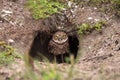 Baby Burrowing owl Athene cunicularia perched outside its burrow Royalty Free Stock Photo