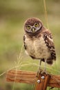 Baby Burrowing owl Athene cunicularia perched outside its burrow Royalty Free Stock Photo