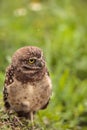 Baby Burrowing owl Athene cunicularia perched outside its burrow Royalty Free Stock Photo