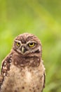 Baby Burrowing owl Athene cunicularia perched outside its burrow Royalty Free Stock Photo