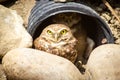 Baby burrowing owl and sibling hiding Royalty Free Stock Photo