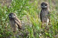 Baby Burrowing Owls portrait , South West Florida Wildlife, Cape Coral, Royalty free image