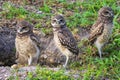 Baby Burrowing Owls portrait , South West Florida Wildlife, Cape Coral, Royalty free image