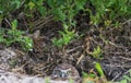 Baby Burrowing Owls portrait , South West Florida Wildlife, Cape Coral, Royalty free image