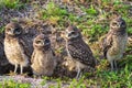 Baby Burrowing Owls portrait , South West Florida Wildlife, Cape Coral, Royalty free image