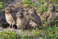 Baby Burrowing Owls portrait , South West Florida Wildlife, Cape Coral, Royalty free image