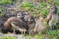 Baby Burrowing Owls portrait , South West Florida Wildlife, Cape Coral, Royalty free image