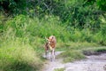 Baby Bushbuck and mother on a dirtroad.
