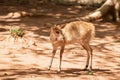 A baby Bushbuck (Tragelaphus scriptus) in trees shadows, taken in South Africa
