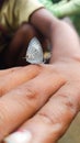 Baby Butterfly on hand