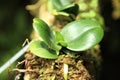 Baby Butterfly Orchid in the Singapore Botanic Gardens. Royalty Free Stock Photo