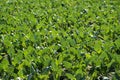 Baby cabbage green fields in Spain Royalty Free Stock Photo