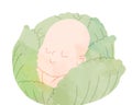 Baby in the cabbage Royalty Free Stock Photo