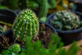 Baby cactus in a garden