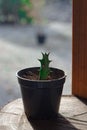Baby Cactus on May