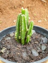 Baby cactus on pot Royalty Free Stock Photo