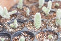 Baby Cactus in pot