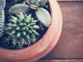 Baby cactus with vintage style