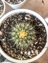 Baby cactus in white pot Royalty Free Stock Photo