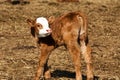 Baby Calf Royalty Free Stock Photo