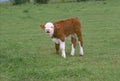 Baby Calf