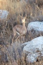 A baby calf Arabian Gazelle turns its head all the way backwards to have a look.