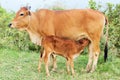 Baby calf drinking mothers milk in Vietnam