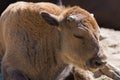 Baby calf of European bison close up. Calf is sweely sleeping under the midday sun on the sand in the nursery