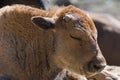 Baby calf of European bison close up. Calf is sweely sleeping under the midday sun on the sand in the nursery