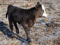 baby calf on farm, agricultural