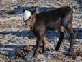 baby calf on farm, agricultural