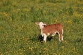 Baby calf in the field Royalty Free Stock Photo