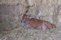 Baby calf laying on hay Royalty Free Stock Photo