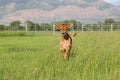 Baby calf running in grassy