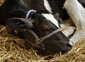 Baby Calf Sleeps in the Hay