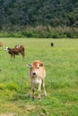 Baby calf stand on green glass Royalty Free Stock Photo