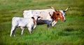 Baby Calf Stands Besides its Protective Mother