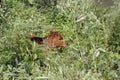 Baby calf in the woods Royalty Free Stock Photo