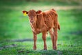 Baby Calf Royalty Free Stock Photo
