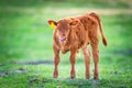 Baby Calf Royalty Free Stock Photo