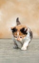 Small baby calico kitten looks lost