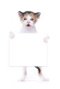 Baby Calico Kitten With Surprise Expression On White Background